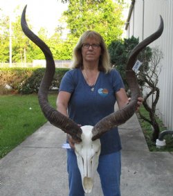 African Kudu Skull 47&48 inch horns for $375 (signature required)