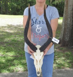Nyala Horns measuring 23 inches and Skull - $190.00