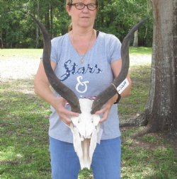 B-Grade Kudu Skull and 24 inch Horns -  $145