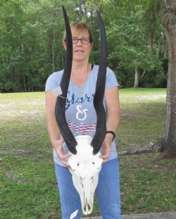 African Female Eland skull with 32 inch horns - $150