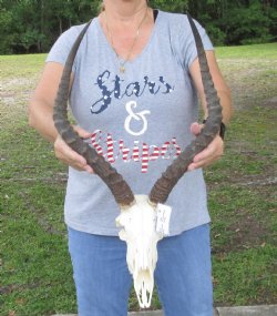 B-Grade African impala skull and 21 inches horns - $90