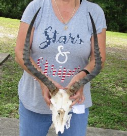 C-Grade Impala skull 19 inch horns for $65