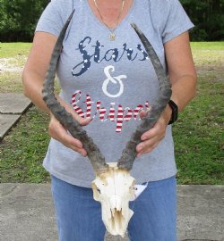 B-Grade Impala skull 19 inch horns for $75