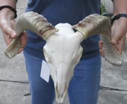 African Merino Ram/Sheep Skull with 15 inch Horns - $105