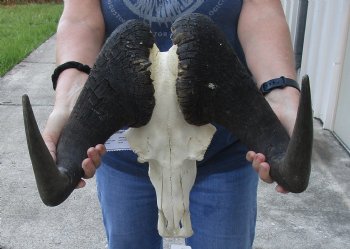 African Black Wildebeest Skull and 16-1/2" Horns - $115