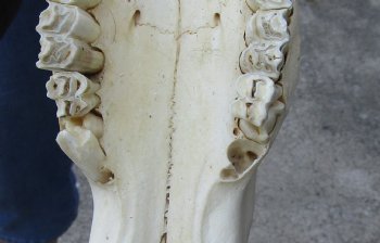 African Black Wildebeest Skull and 16" Horns - $110