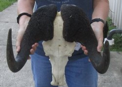 African Black Wildebeest Skull and 16" Horns - $81