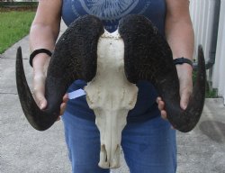 African Black Wildebeest Skull and 17" Horns - $115