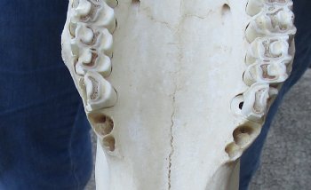 African Black Wildebeest Skull and 17" Horns - $115