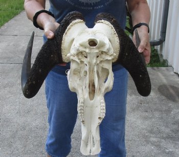 African Black Wildebeest Skull and 18" Horns - $115