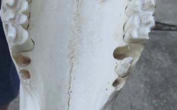 African Black Wildebeest Skull and 18" Horns - $115