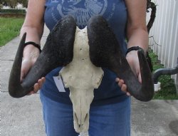 African Black Wildebeest Skull and 16-1/2" Horns - $67