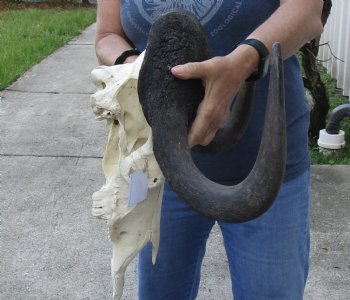 African Black Wildebeest Skull and 16-1/2" Horns - $115