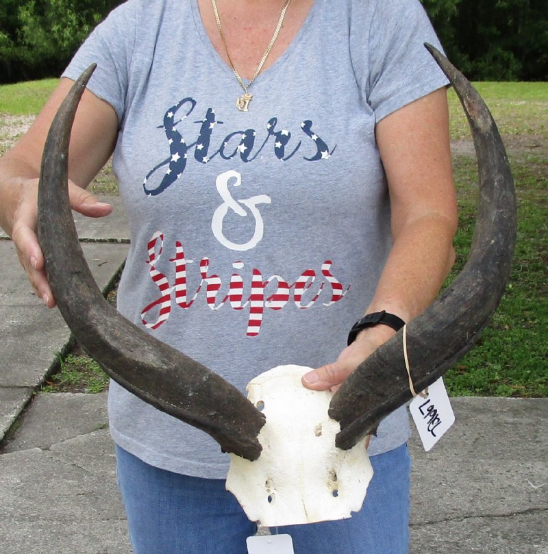 kudu horns on skull plate