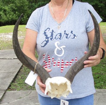 19 inch kudu horns on skull plate for $70