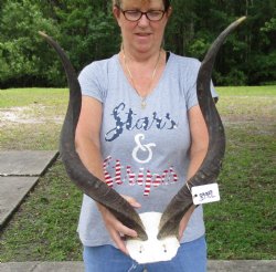 30 inch kudu horns on skull plate for $95