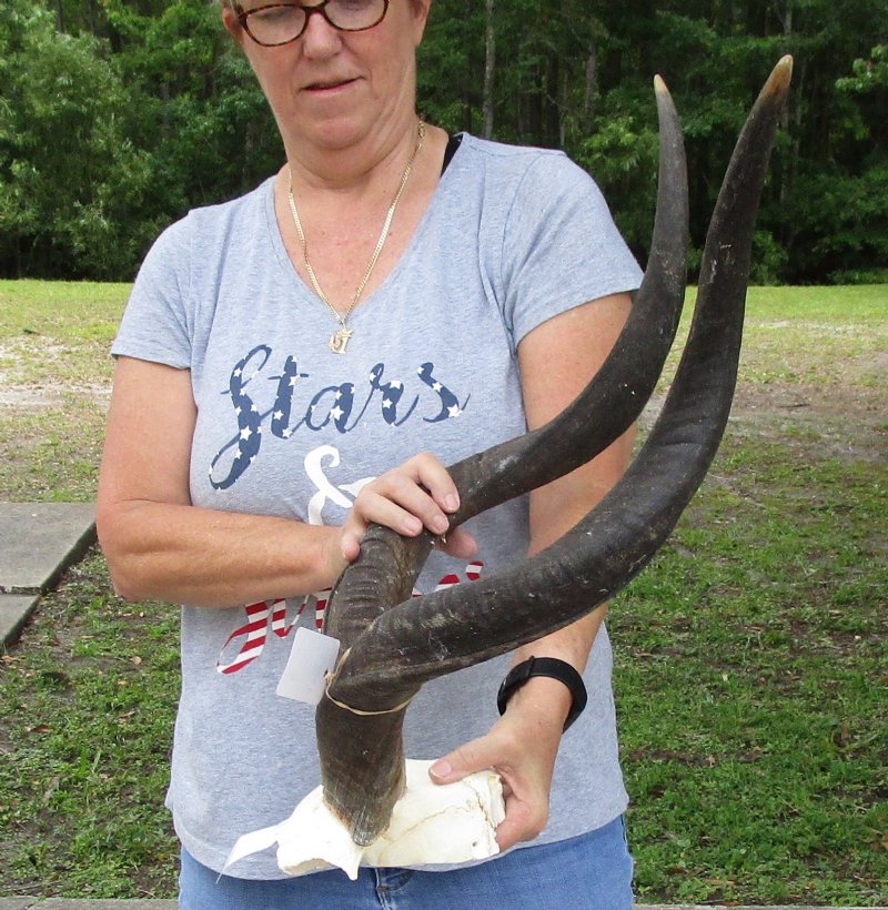kudu horns on skull plate
