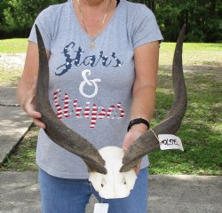 22 inch kudu horns on skull plate for $80