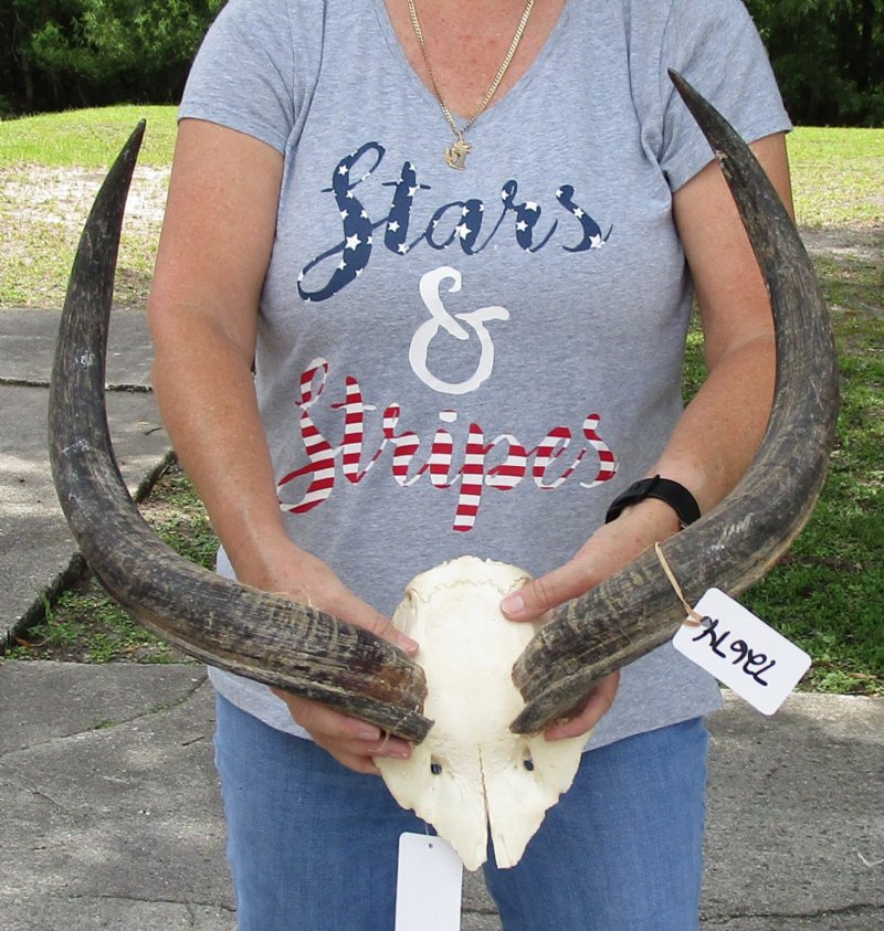 kudu horns on skull plate