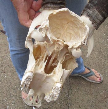 C-Grade Gemsbok Skull with 31 & 33 inch horns for $125
