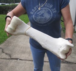 21 inch Giraffe Humerus Bone from upper leg - $55