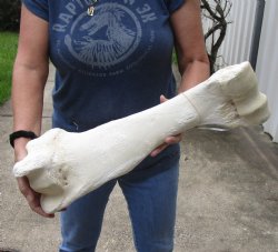 21 inch Giraffe Humerus Bone from upper leg - $55