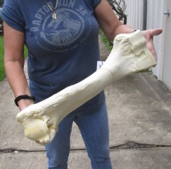 20 inch Giraffe Humerus Bone from upper leg - $55