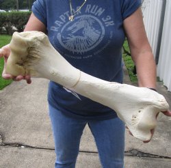 20 inch Giraffe Humerus Bone from upper leg - $55