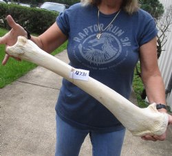 25 inch Giraffe Tibia Leg Bone - $85