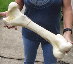 19 inch Giraffe Femur Bone from upper leg - $55