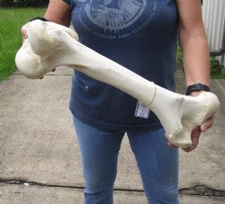 20 inch Giraffe Femur Bone from upper leg - $55
