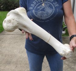 21 inch Giraffe Femur Bone from upper leg - $55