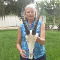 12 inch Male Blesbok skull with13 inch horns - $85