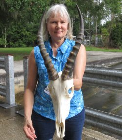 11 inch Male Blesbok skull with13 inch horns - $90