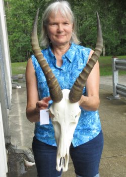13 inch Male Blesbok skull with14 inch horns - $90