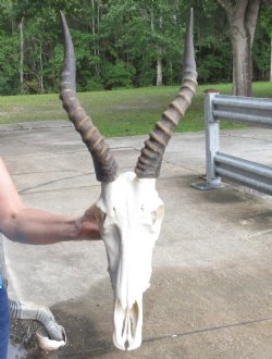13 inch Male Blesbok skull with 14 inch horns - $90