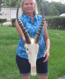 12 inch Male Blesbok skull with 14 inch horns - $90
