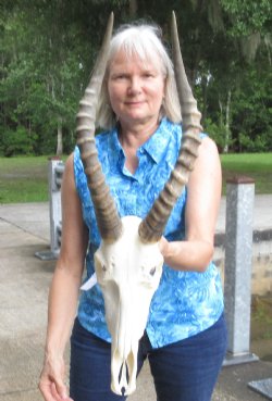 12 inch Male Blesbok skull with 15 inch horns - $90