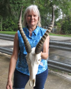 12 inch Male Blesbok skull with 14 inch horns - $85