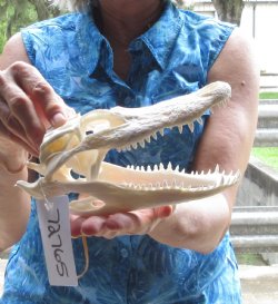 8 inch long and  Florida Alligator Skull - $50
