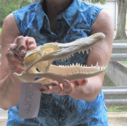 8-1/2 inch long Florida Alligator Skull - $50