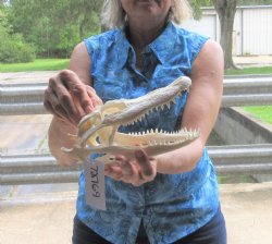 Florida Alligator Skull 8 long and 4 inches wide - $50