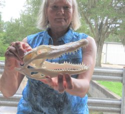 8-3/4 inch long and 4 inch wide Florida Alligator Skull - $55