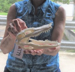 B-Grade Florida Alligator Skull 7-1/2 inches - $30