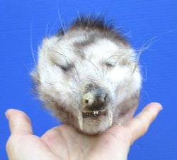 5 inches Real Opossum Head Preserved with Formaldehyde for $30