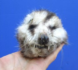 6 inches Real Opossum Head Preserved with Formaldehyde for $30