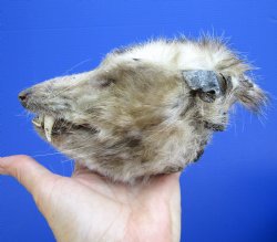 6-1/2 inches Real Opossum Head Preserved with Formaldehyde for $30