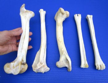 Assorted and Other Bones 