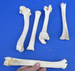 5 piece lot of deer leg bones 7 to 10 inches long - $15