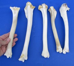 5 Whitetail Deer Leg Bones 10 to12 inches long for $35